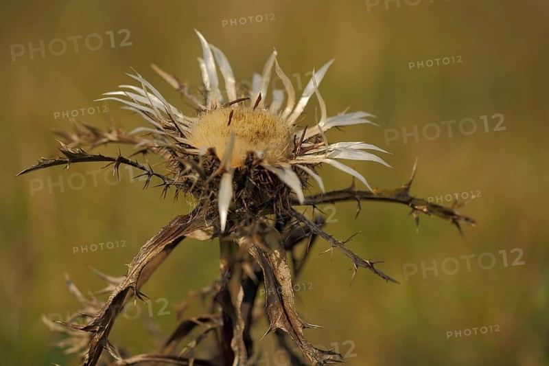 Silver thistle (Carlina acaulis), nature photography, vineyard, Hünfeld, Rhön, Bavaria, Germany
