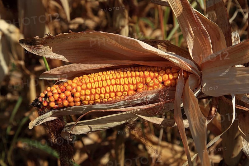 Romania, near Giurgiu in the south of the country, maize ripe for the corn corn cob harvest