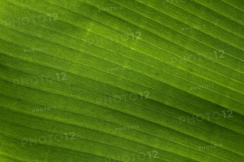 Banana leaf (Musa acuminata x balbisiana) in detail, leaf with veins, plant leaf, green structure, pattern, monochrome, lines, parallel, diagonal, stripes, regular, background, banana tree, macro photograph, Marangu, Tanzania, East Africa