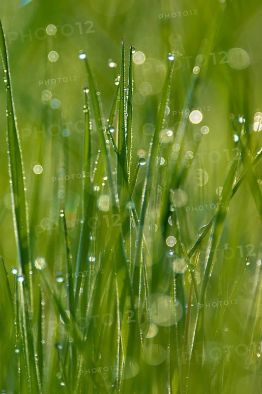Blades of grass with dewdrops in the fresh morning light and a green blurred background, Bavaria, Germany