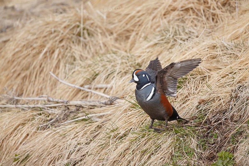Harlequin Duck (Histrionicus histrionicus) male, Myvatn, Iceland