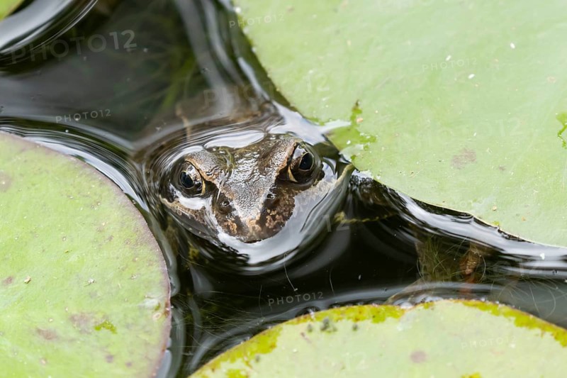 Common frog (Rana temporaria) adult amphibian on the water surface of a garden pond amongst water lily pads or leaves in summer, England, United Kingdom