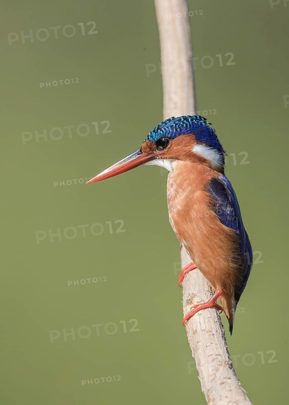 Malachite Kingfisher (Corythornis cristatus) perched on a branch, Gambia