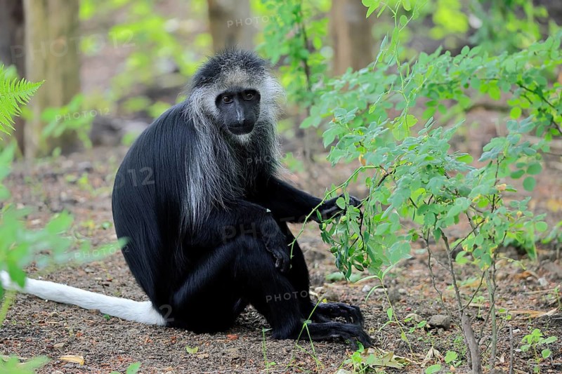 White-bearded snub-nosed monkey (Colobus polykomos), adult, sitting, on the ground, foraging, alert