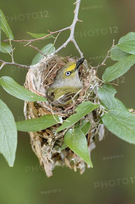 White-eyed Vireo (Vireo griseus) singing, Texas, USA