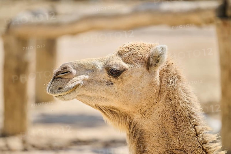 Dromedary (Camelus dromedarius), portrait, Spain