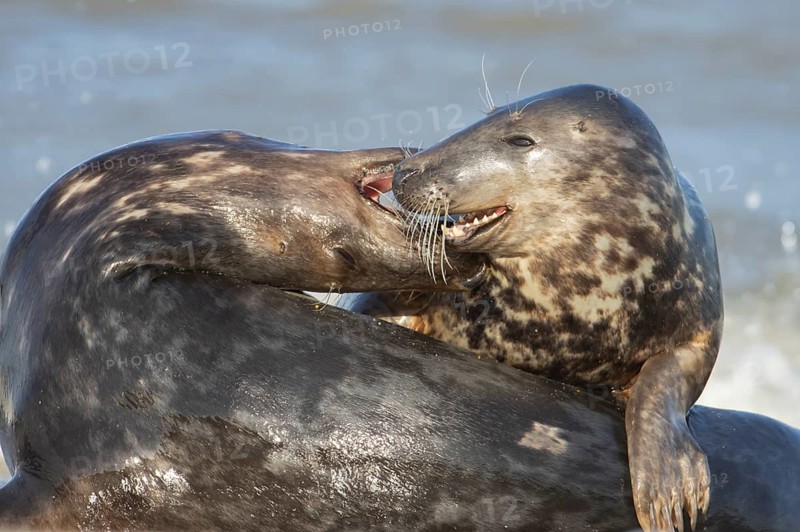 Grey seal (Halichoerus grypus) two adult animals in love courting on a beach, England, United Kingdom