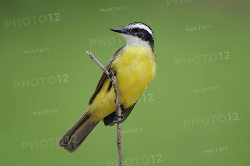 Lesser Kiskadee (Philohydor lictor), Pantanal, Brazil