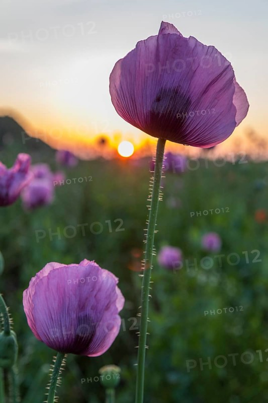 Blue poppy (Papaver somniferum) in a field near Callenberg at sunrise, Saxony, Germany
