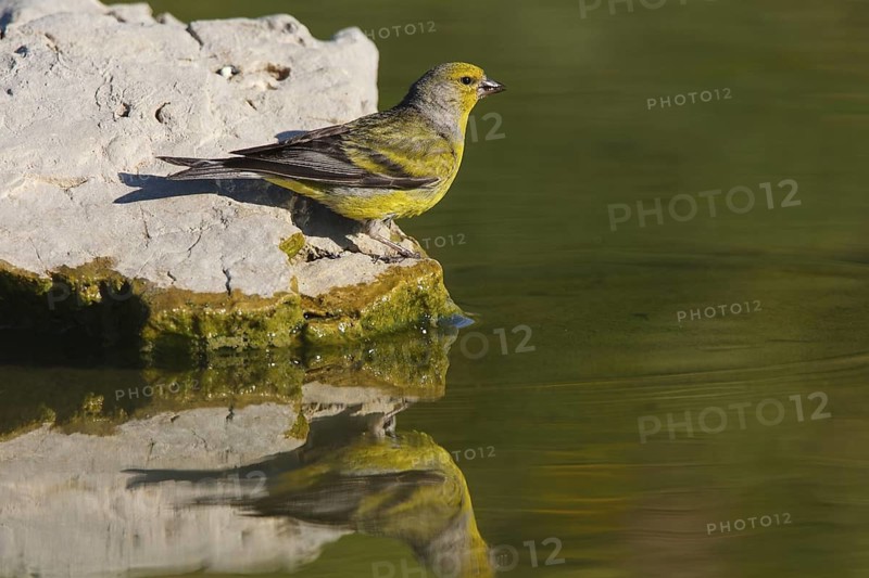 Citril Finch (Carduelis citrinella) male, Carinthia, Austria