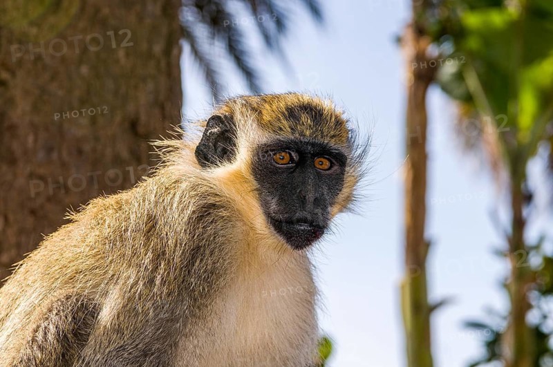 Lemur or monkey. Ciudad Velha. Cidade Velha. Santiago. Cabo Verde. Africa