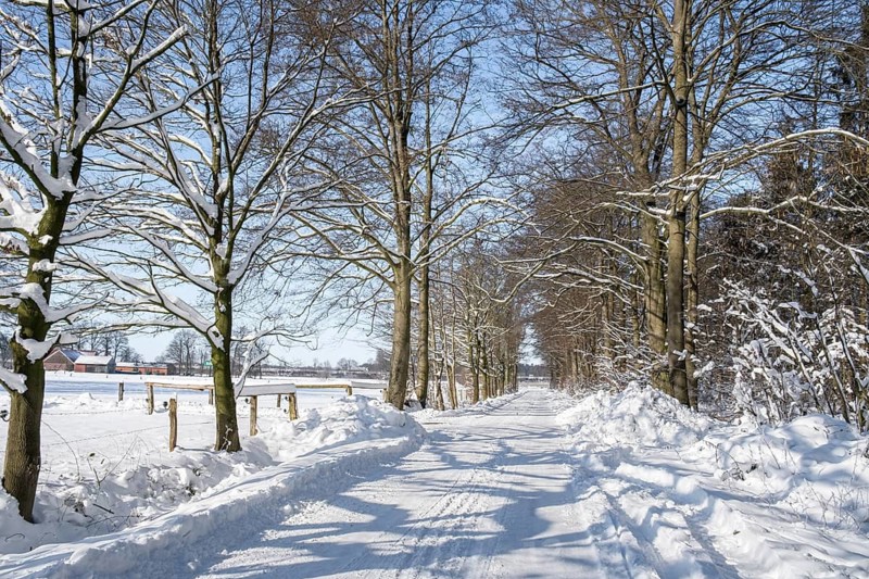 Snow-covered path lined with trees under a blue sky, radiates a peaceful winter landscape, Münsterland, North Rhine-Westphalia, Germany