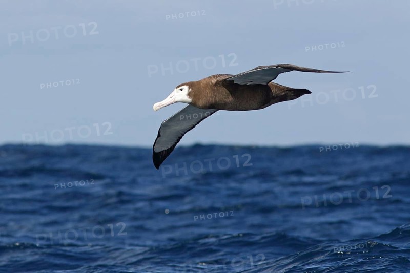Wandering Albatross (Diomedea exulans) flying, Victoria, Australia