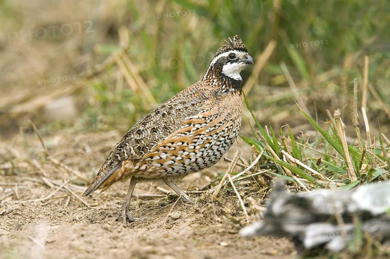 Northern Bobwhite Colinus virginianus Rio Grande City, Starr County, Texas, United States 31 March Adult Male Phasianidae