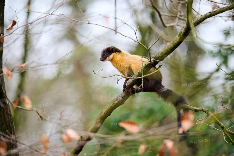 Yellow-throated marten (Martes flavigula) on a branch, Germany