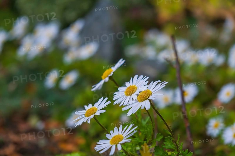View of the Arctic Daisy flower (Arctanthemum arcticum), Schiffdorf, Cuxhaven, Lower Saxony, Germany