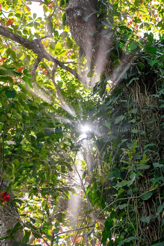 Rays of light fall through the canopy of leaves in the tropical rainforest, light atmosphere, Cahuita National Park, Costa Rica