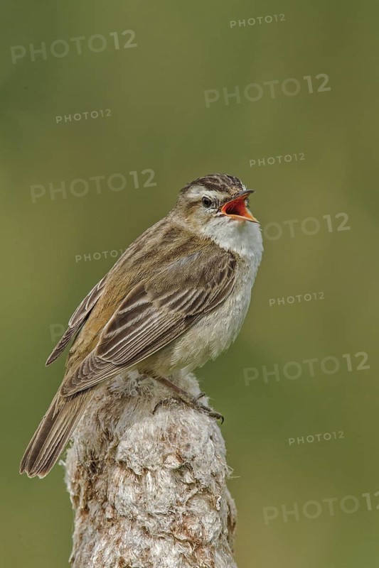 Sedge Warbler (Acrocephalus schoenobaenus) singing, Wales, United Kingdom