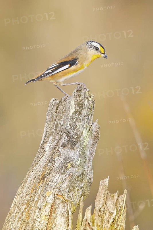 Striated Pardalote (Pardalotus striatus) male, Western Australia, Australia