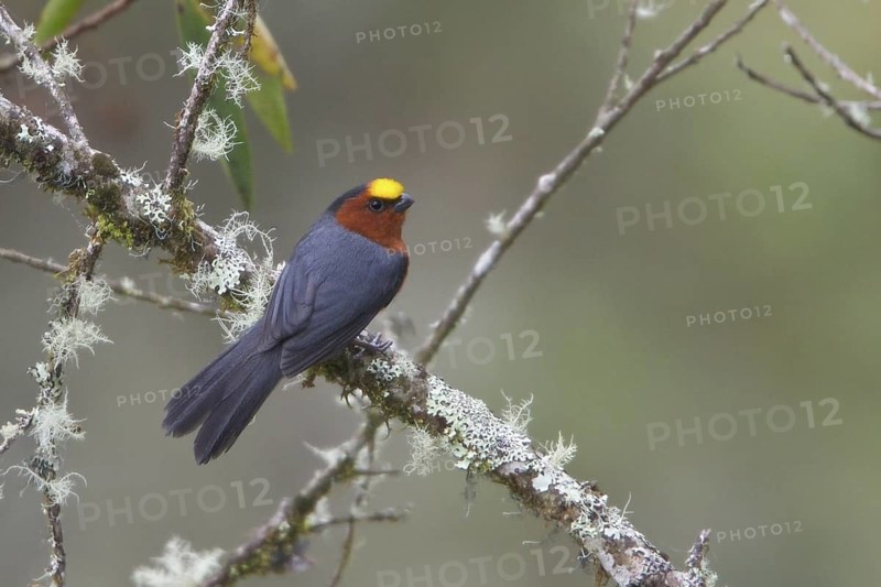 Plush-capped Finch (Catamblyrhynchus diadema) perched on a branch in Bolivia, South America