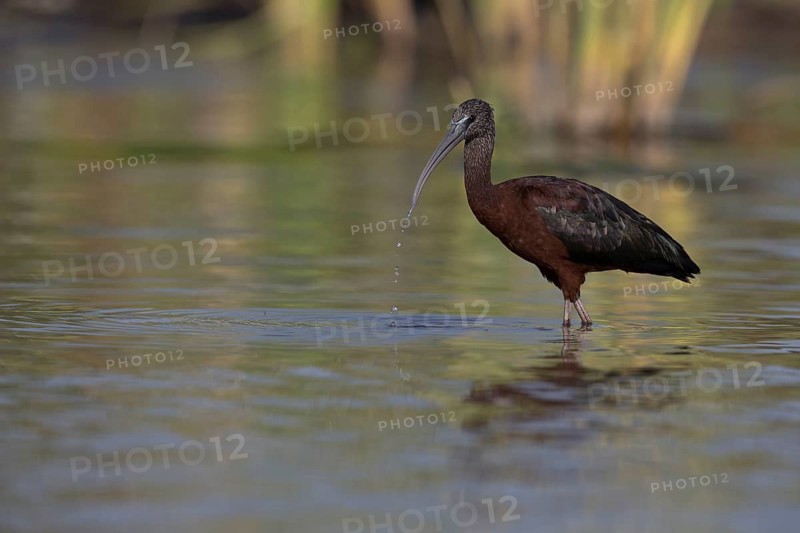 Glossy Ibis (Plegadis falcinellus) foraging in shallow water, Nechisar National Park, Ethiopia