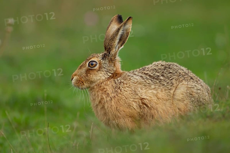 European brown hare (Lepus europaeus) adult animal in grassland in summer, England, United Kingdom