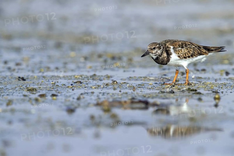 Turnstone, (Arenaria interpres), animals, birds, wading bird, biotope, habitat, foraging, Middle East, Barr Al Hikman, Al Ghidin, Al Wusta, Oman