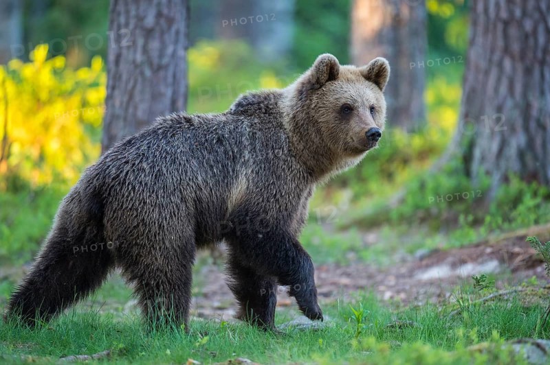 Eurasian Brown Bear (Ursus arctos) in forest, Finland