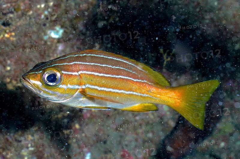 Eight-striped grunt (Parapristipoma octolineatum)