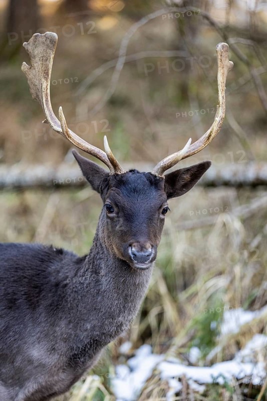Fallow deer (Dama dama), portrait, male, captive, Landsberg am Lech Wildlife Park, Upper Bavaria, Bavaria, Germany