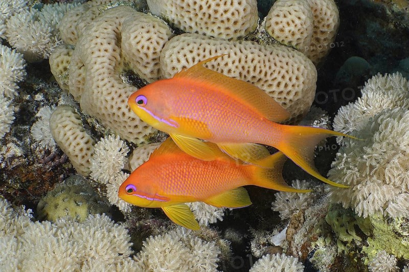Jewelled flag perch (Pseudanthias squamipinnis)