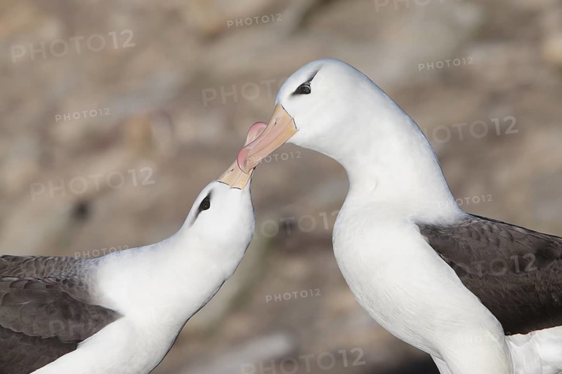 Black-browed Albatross (Thalassarche melanophris) pair, Saunders Island, Falkland Islands