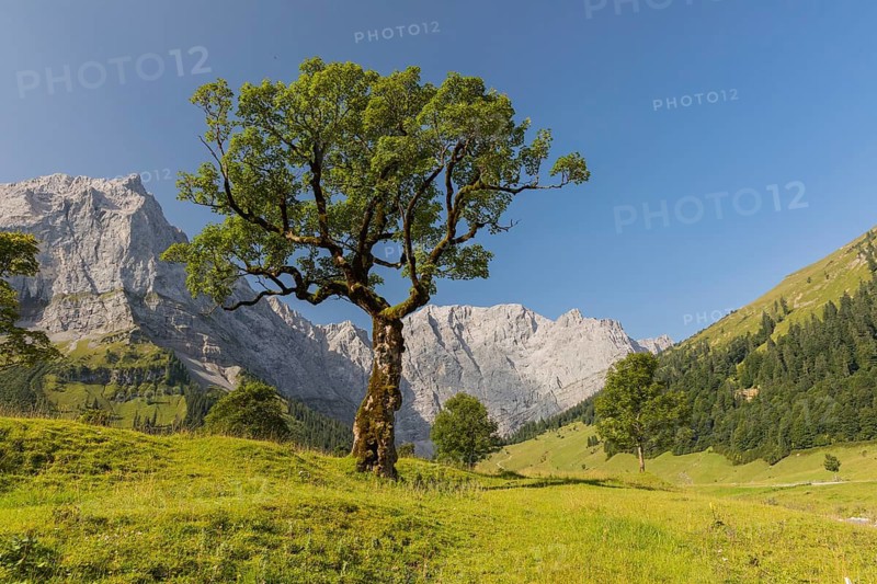Nature conservancy area Grosser Ahornboden. Sycamore maple trees, Acer pseudoplatanus, in autumn. Karwendel mountains in the back with blue sky