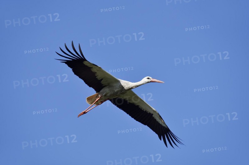 White Stork (Ciconia ciconia) flying, North Rhine-Westphalia, Germany