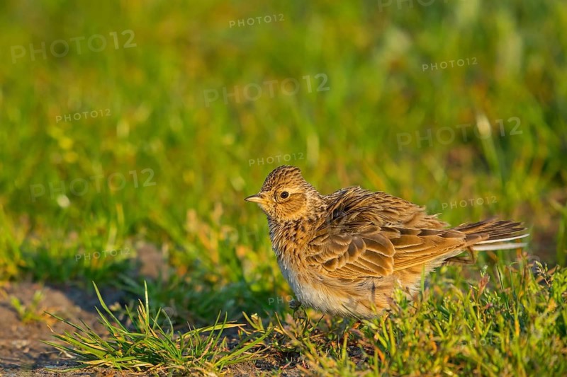 Skylark, Eurasian Sky Lark, Eurasian Skylark, Alauda arvensis, Alouette des champs, Alondra Com?n, Erpolzheim, Bad Dürkheim district, Rhineland-Palatinate, Germany