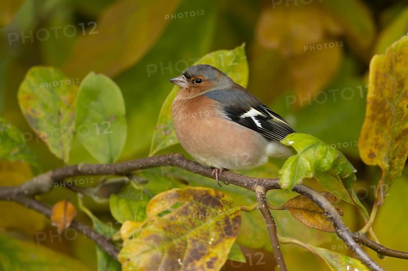 Eurasian chaffinch (Fringilla coelebs) adult male garden bird in a Magnolia tree with autumn colour leaves, Suffolk, England, United Kingdom