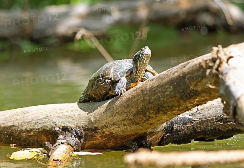 Water turtle (Testudinata) on a log in the Mahaweli River, Kandy, Central Province, Sri Lanka