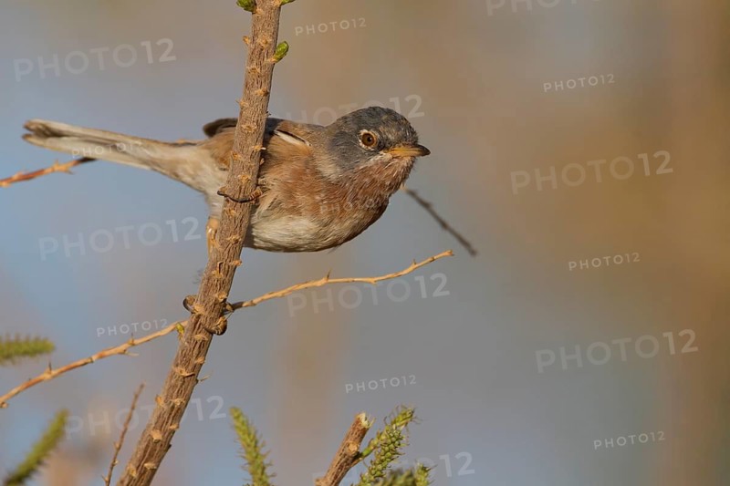 Tristrams Warbler - Atlasgrasmücke - Sylvia deserticola, Morocco, adult