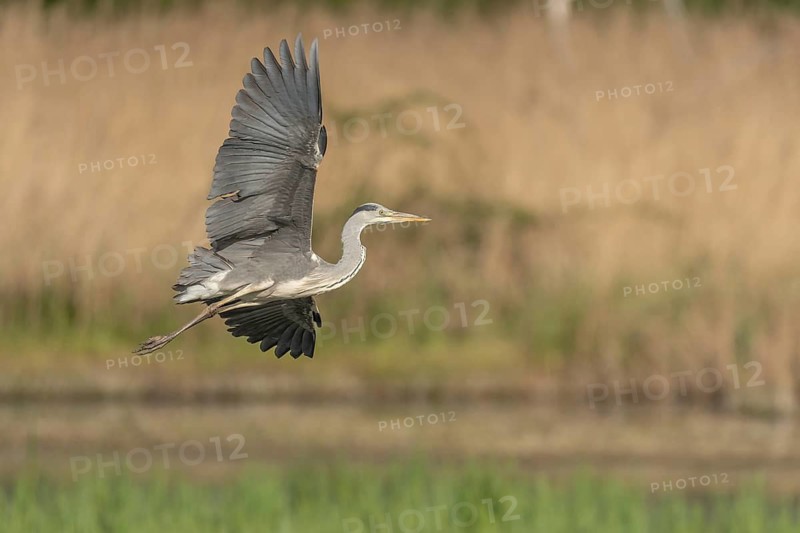 Grey heron (Ardea cinerea) in flight. Lower Rhine, Alsace, France