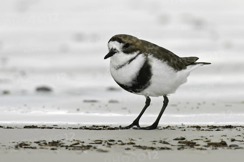 Two-banded Plover (Charadrius falklandicus), Falkland Islands