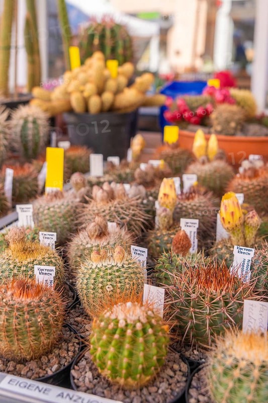 Varied cacti with labels on a sales stand, Garten und Keramika Nagold, district of Calw, Germany