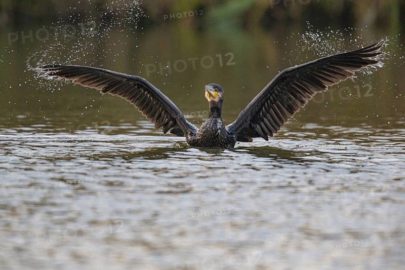Cormorant (Phalacrocorax carbo) in the water Germany