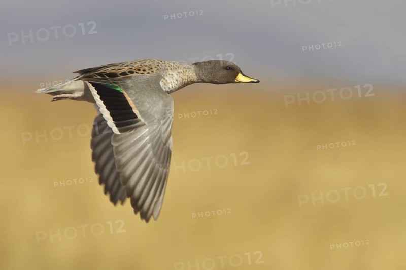 Speckled Teal (Anas flavirostris) in flight in Bolivia, South America