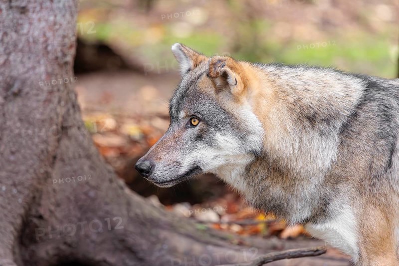Portrait of a male grey wolf (Canis lupus lupus)