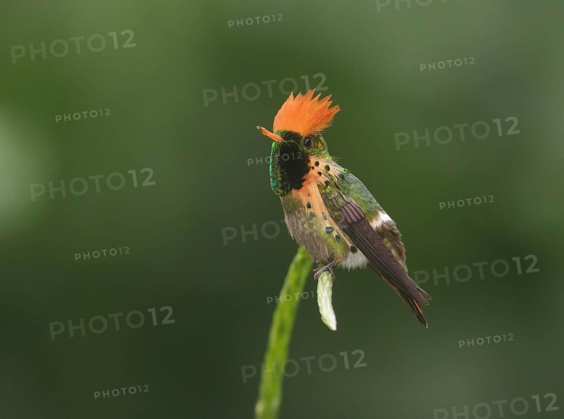 Tufted Coquette - Asa Wright Nature Center, Trinidad
