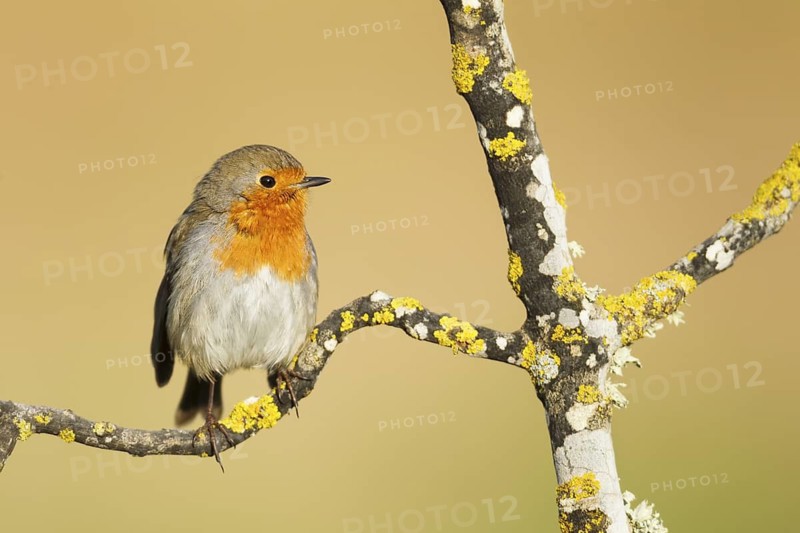 European Robin (Erithacus rubecula) perched on a branch, Mallorca, Spain
