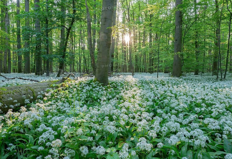 Near-natural deciduous forest with flowering wild garlic (Allium ursinum), sun star, Hainich National Park, Thuringia, Germany