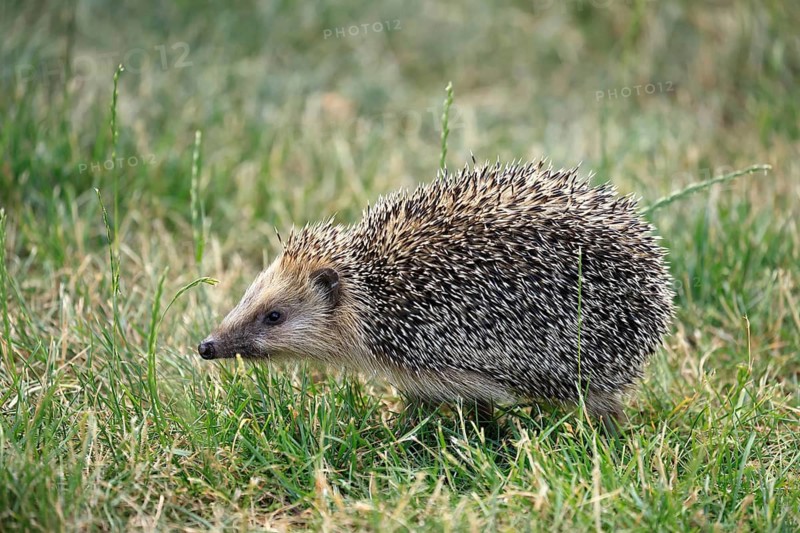 Brown-breasted hedgehog (Erinaceus europaeus), adult, during the day, foraging, meadow, Ellerstadt, Rhineland-Palatinate, Germany