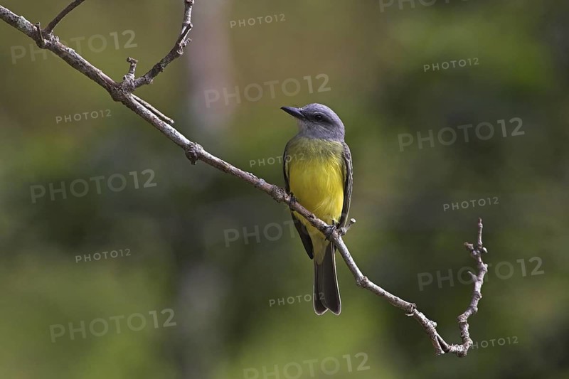 Tropical Kingbird (Tyrannus melancholicus), Costa Rica