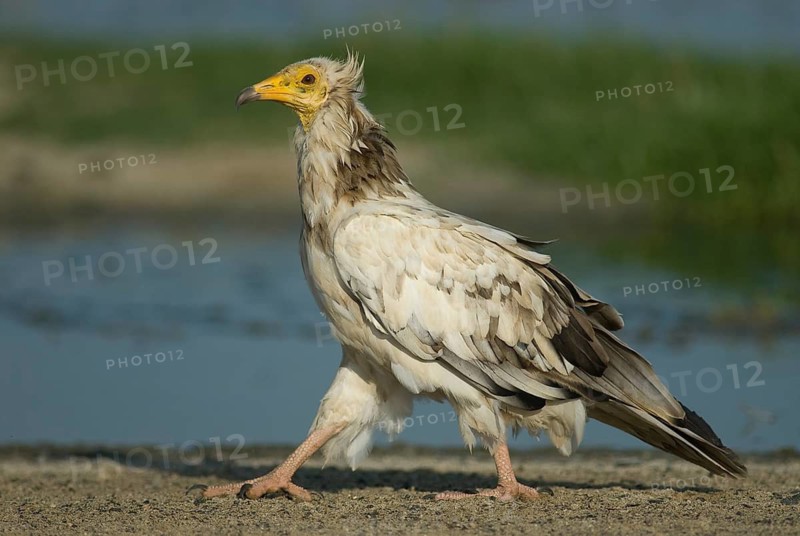Egyptian Vulture (Neophron percnopterus), Oman